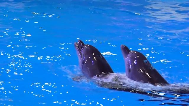 Танец дельфинов в Грозненском дельфинарии смотреть онлайн