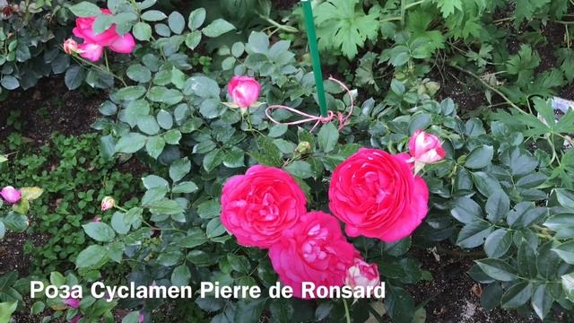 Розы. Исполнение желаний... Laurent Cabrol, Cyclamen Pierre de Ronsard, Schloss Eutin . смотреть онлайн