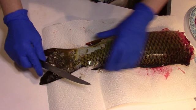 Как Почистить Сазана За 5 Минут.