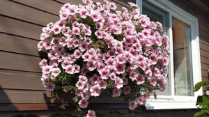 Петуния Опера Суприм РАСПБЕРРИ АЙС (Opera Supreme Raspberry Ice).