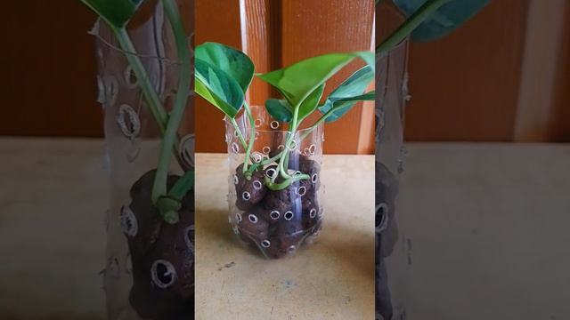 how to propagate philodendron brasil | philodendron propagation in leca | leca basics смотреть онлайн