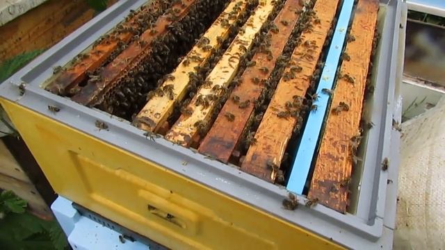 ставлю контрольную рамку с молодыми личинками, проверяю есть матка у пчел или нет - улей биненхаус смотреть онлайн