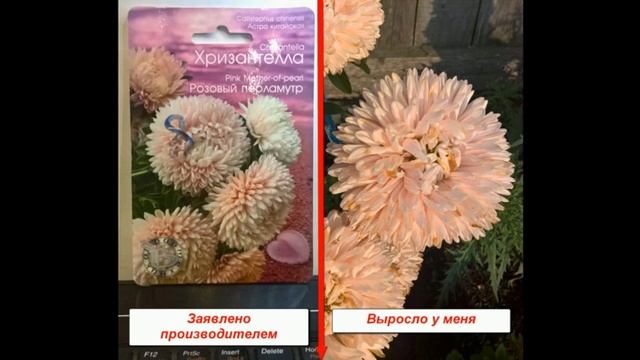 44/19 Подвожу итог по выращиванию хризантеллы