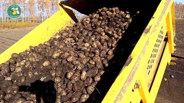 Уборка картофеля с высоты и с земли. смотреть онлайн