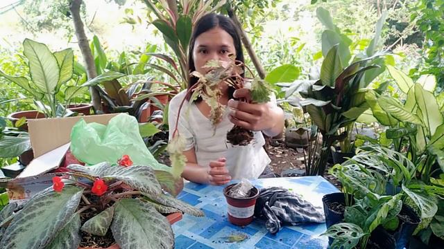 FIRST TIME BUYING BEGONIA ONLINE: UNBOXING FIRST BOUGHT-ONLINE BEGONIA: SELLER APPROVE BA? смотреть онлайн