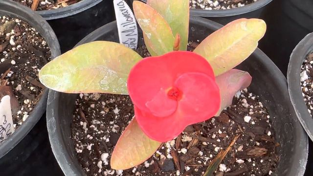 Un recorrido con las semillas y los esquejes flores 🌹 🌷 🌼 смотреть онлайн