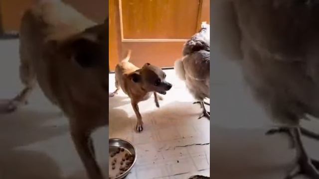 Чихуа-Хуа против петуха!))) смотреть онлайн