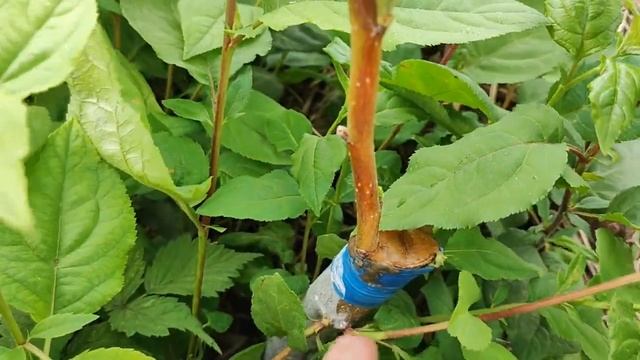 результат прививки яблони на дичку смотреть онлайн