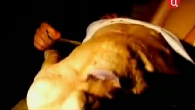 Андреас Везалий (Энциклопедия)