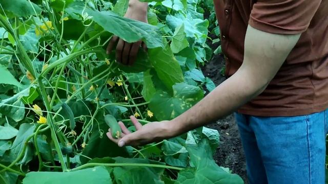 ?ДЕҲҚОНИЁИ БОДРИНГҲОИ??ЗАРГАР СИТИ?ДАР?ДЕҲАИ?? ҚИЗИЛПАРТИЗОН?️ смотреть онлайн