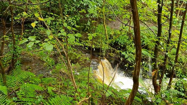 Мост собак-суицидников. Шотландия - часть 4 смотреть онлайн