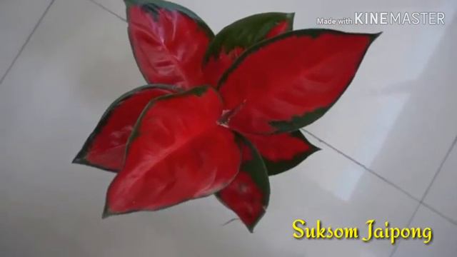 Aglaonema Suksom Jaipong