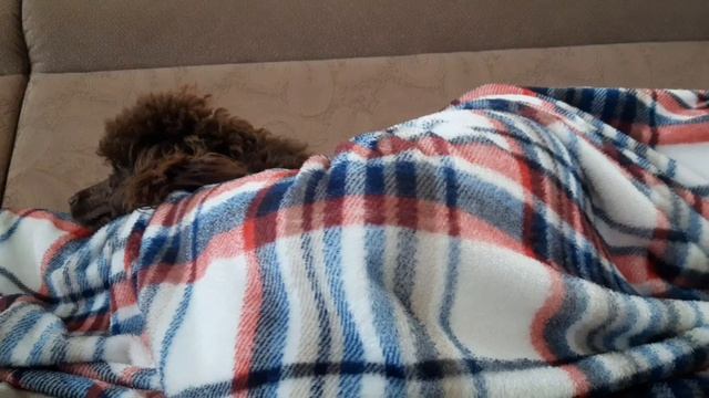 Расслабляющая музыка с # Мэгги смотреть онлайн