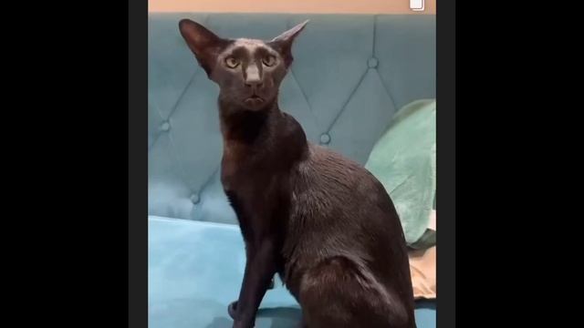 Funny Cat skibidi toilet drawing memes |cat memes | funny animals drawing meme смотреть онлайн