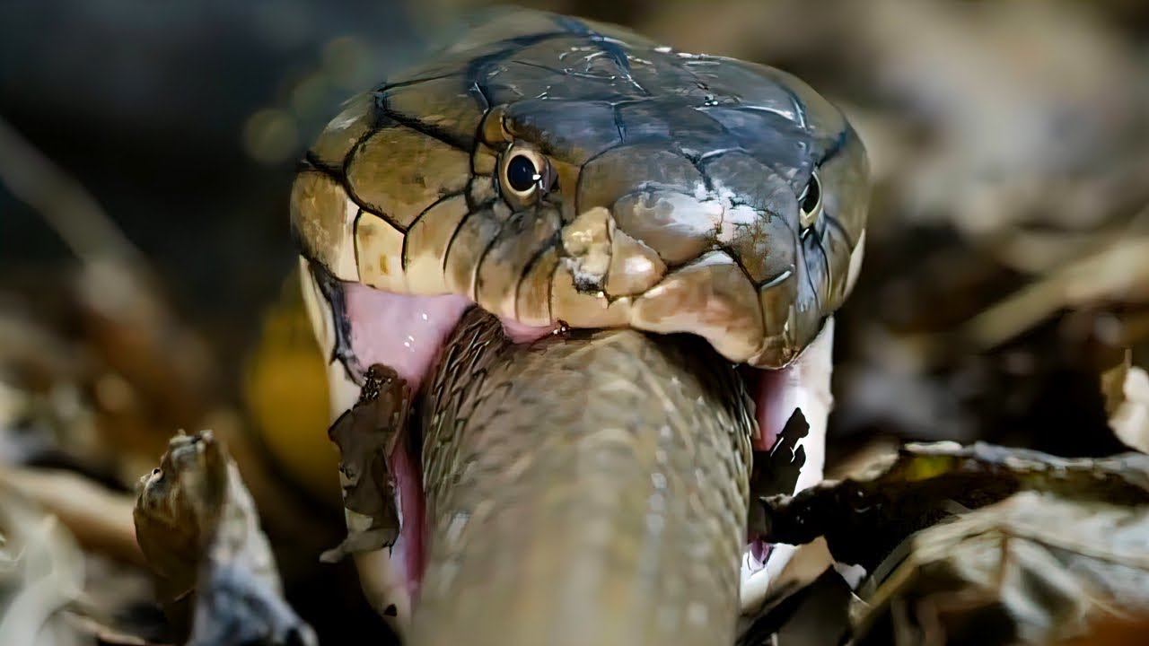 Худший кошмар для всех змей! Как королевская кобра проглатывает других змей. смотреть онлайн