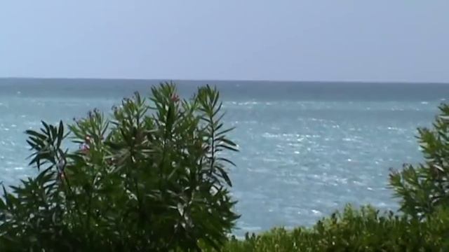 сосны море красиво Пицунда 2012 смотреть онлайн