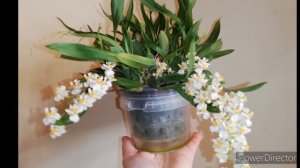 Oncidium Twinkle.  Орхидея Онцидиум Твинкль.