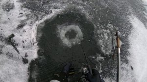 ОКУНЯ КАННИБАЛЫ. Ловля окуня на САЛО. Новый рекорд, трофей по окуню на зимнюю удочку, 1345гр.