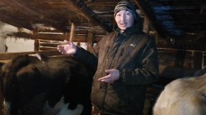 Как мы доили неспокойную корову ? первотелку