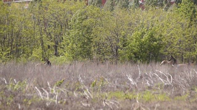 Казачьи скачки Дончаков смотреть онлайн
