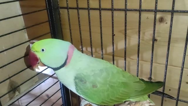 Александрийский попугай. Первая кладка. смотреть онлайн