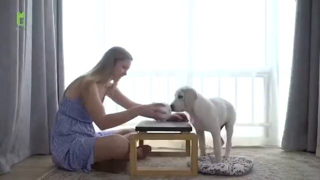 Petgeek automatic rolling treat ball,Slow feeding toy,interactive pet toy,dog training,pet gadgets смотреть онлайн