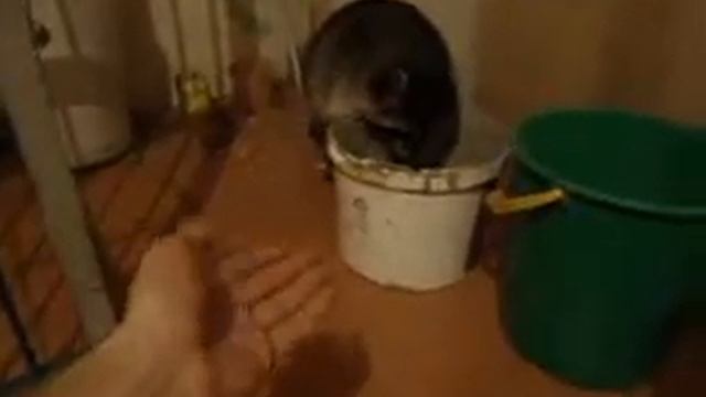 дружба енота и собаки смотреть онлайн