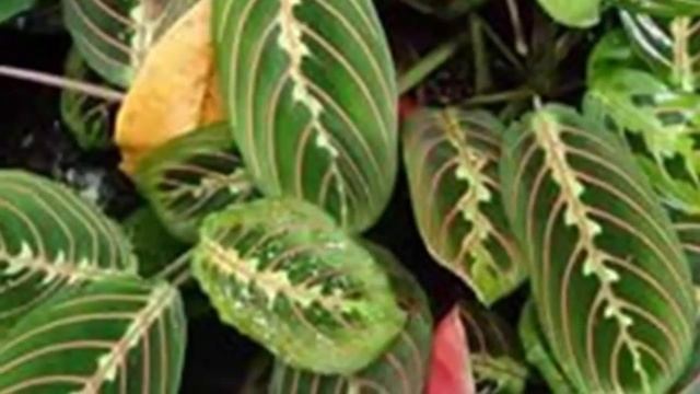 Как поливать Маранту. Влажность воздуха и полив для Маранты. смотреть онлайн