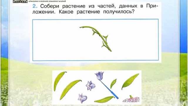 Задание 2 Что общего у разных растений? - Окружающий мир 1 класс (Плешаков А.А.) 1 часть смотреть онлайн