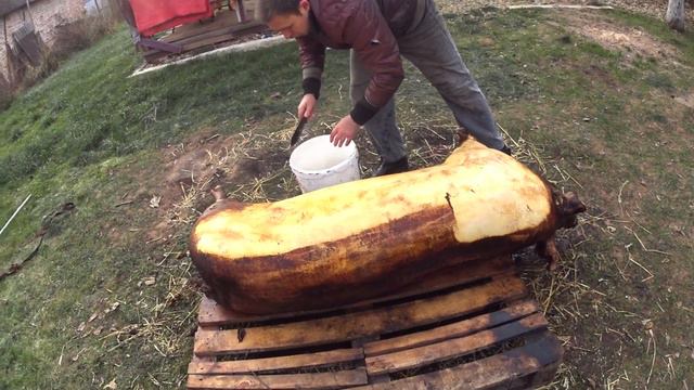 Опаливаем свинью двойным осмолом соломой для нежного сало,осмол разделка крупной белой свиньи смотреть онлайн