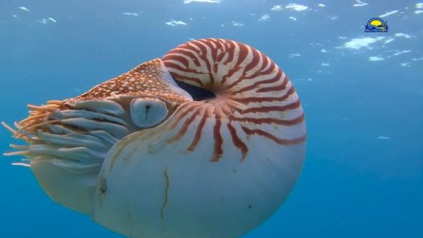 Наутилусы Палау