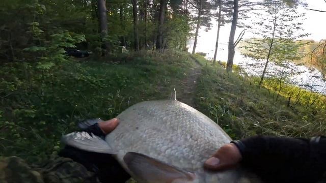 Рыбалка на ФИДЕР ВЕСНОЙ 2023. Попал на ЖОР ЛЕЩА на реке Неман? смотреть онлайн