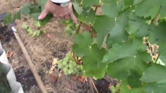 Обзор виноградника в Мордовии на 02 сентября 2022г смотреть онлайн