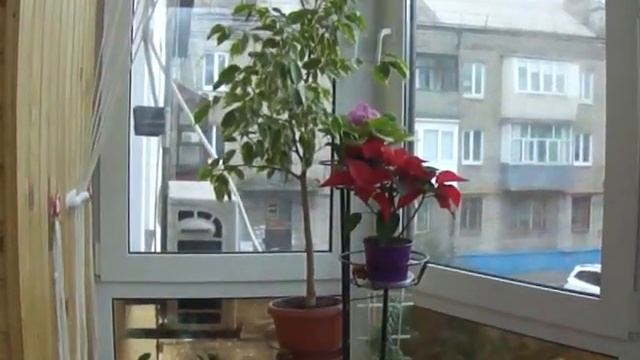 Зимний сад на балконе/Winter garden on the balcony смотреть онлайн
