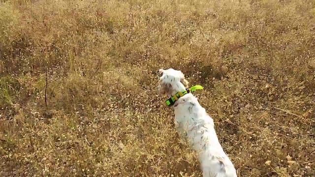 Английский сеттер Жасмин.Полтора года. Натаска. Крым. 21.08.19