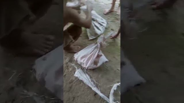 A pair of python snakes 3 meters long were caught#python#snake смотреть онлайн