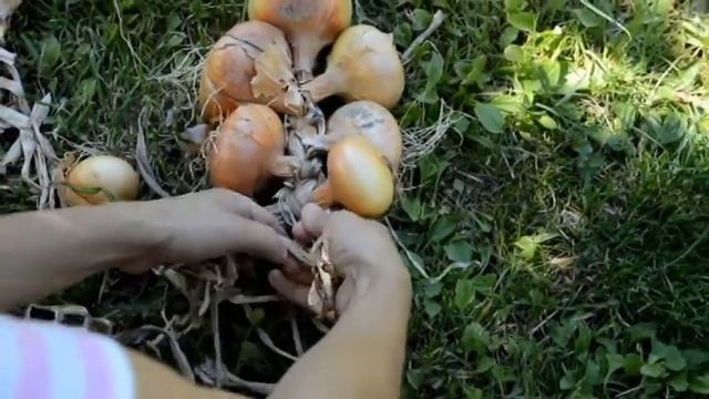 Как вязать лук в косы смотреть онлайн