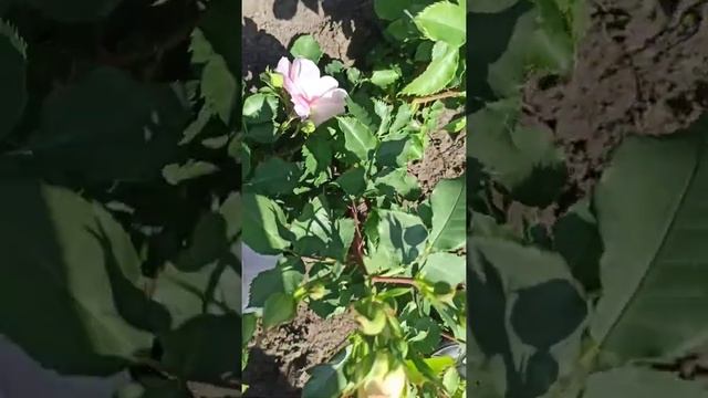 розы бабочки. rosebushes.ru смотреть онлайн