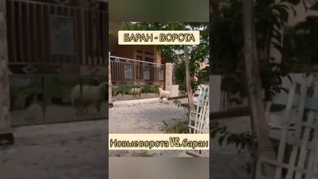 Баран ?и новые ворота!!!? bayoun.ru #баран #ворота #приколы #животные смотреть онлайн