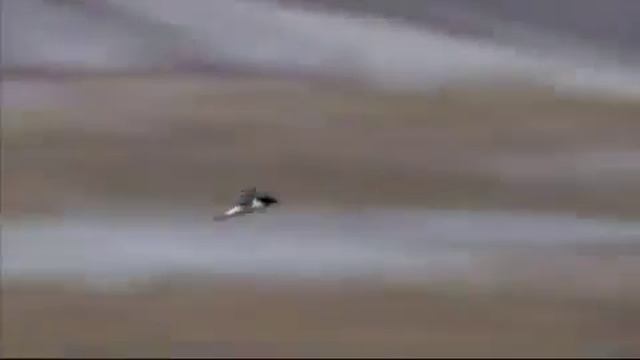 летающие пингвины смотреть онлайн