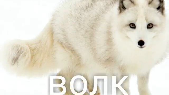 Клип род песню лалала смотреть онлайн