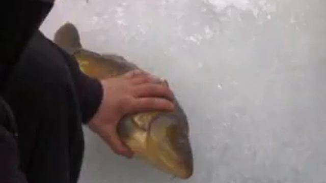 Зимняя ловля Карпа. смотреть онлайн
