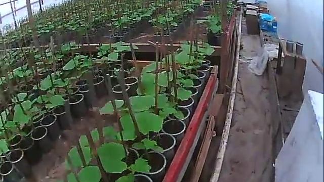 Рассада огурцов 10 февраля. смотреть онлайн