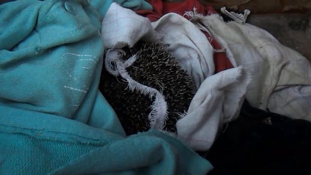 Ежик - конец спячки. 2018.04.18 смотреть онлайн