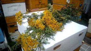 июль на пасеке - зацвела пижма, бесплатное лекарство от клеща Варроа