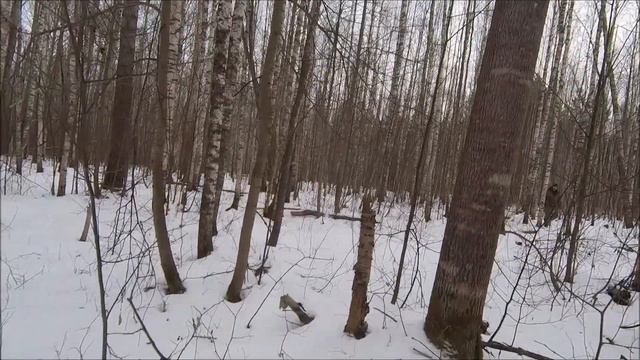 Охота с биглем. Выход 21.12.19 г. смотреть онлайн