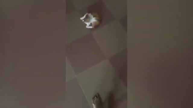 KARAMBA-ЛУЧШИЕ СМЕШНЫЕ ВИДЕОРОЛИКИ И ПРИКОЛЫ ПРО КОТОВ, СОБАК И ДРУГИХ ЖИВОТНЫХ 2021 #1 смотреть онлайн