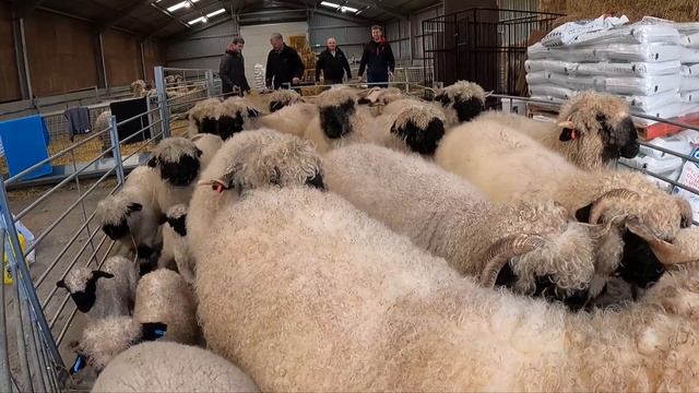 If the HOOF GP worked with SHEEP смотреть онлайн