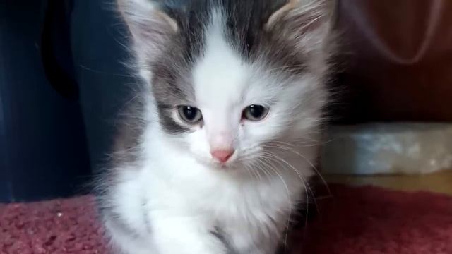 Котёнок не переставал плакать в приюте, но вдруг он услышал знакомый голос! смотреть онлайн