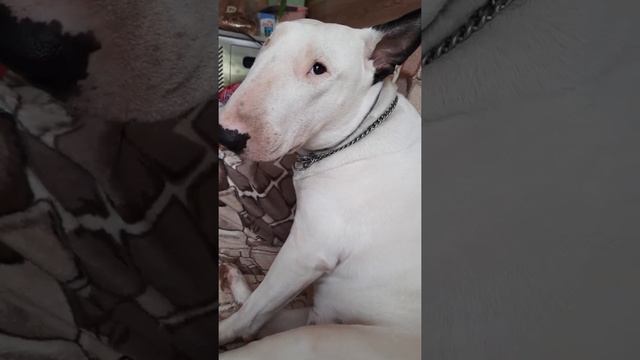 #бультерьер Этуаль просит вкусняшки ? питомник Кастропуло Крым Симферополь смотреть онлайн